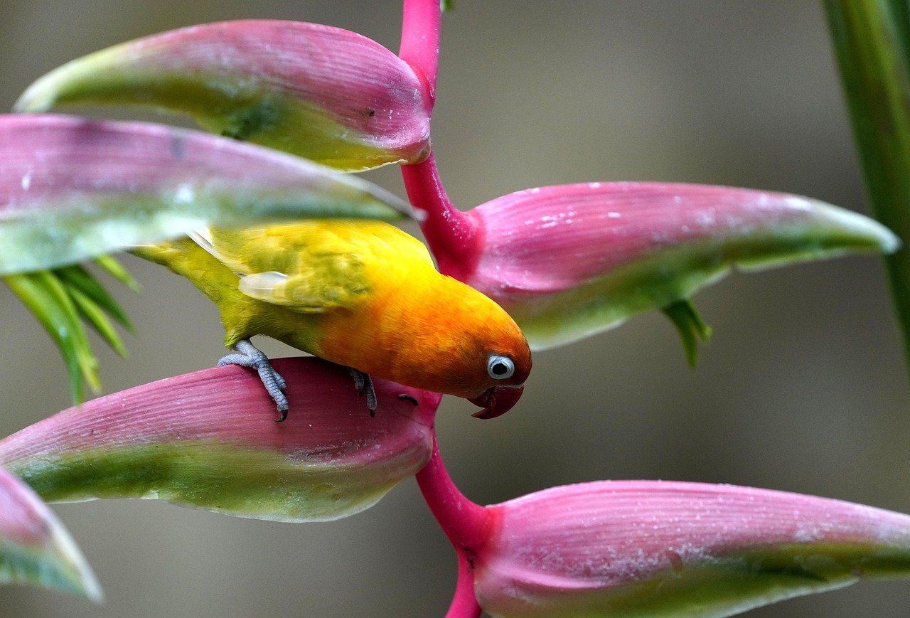 The Emotional Sensitivity of Lovebirds (image credits: pixabay)