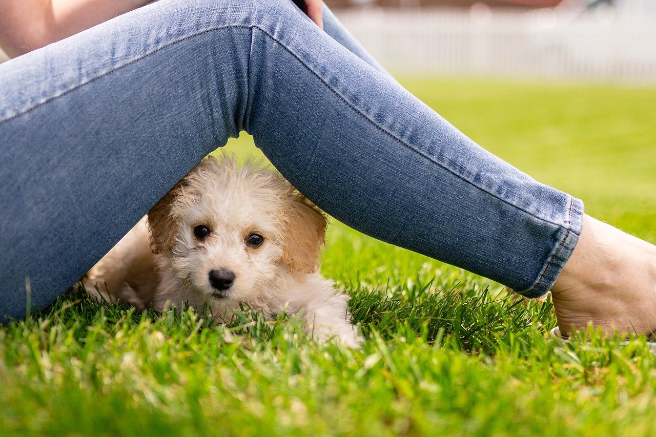 Unique Personalities in a Tiny Package (image credits: pixabay)