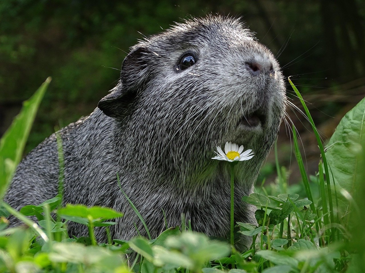 Children and Guinea Pigs: A Joyful Connection (image credits: pixabay)