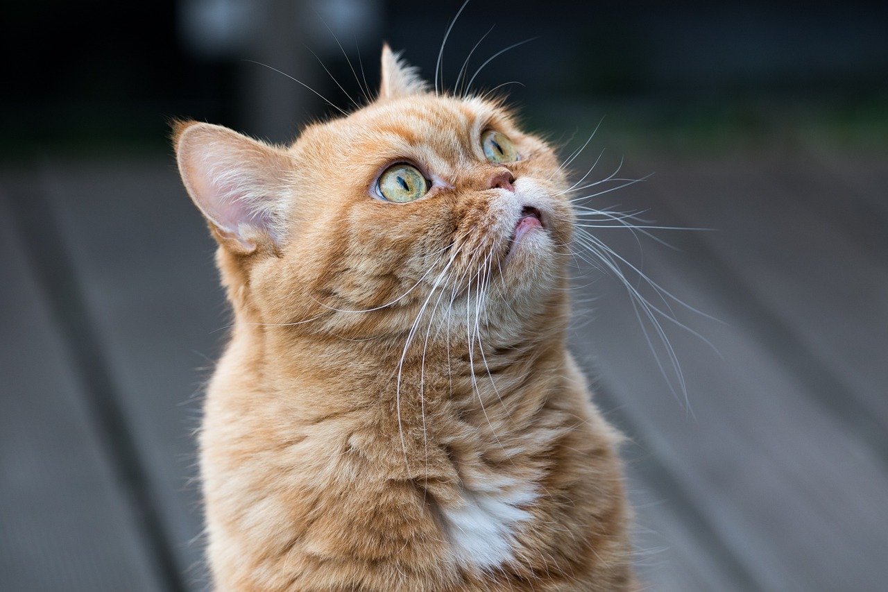 Understand Your Cat’s Motivation (image credits: pixabay)