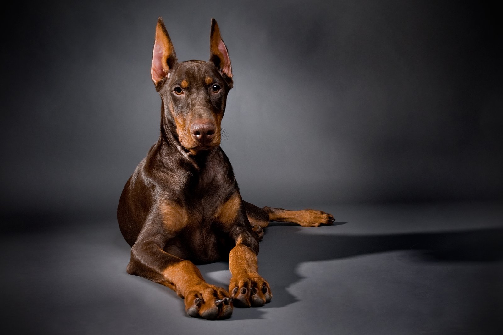 10 Tips on Taking Care of A Senior Doberman