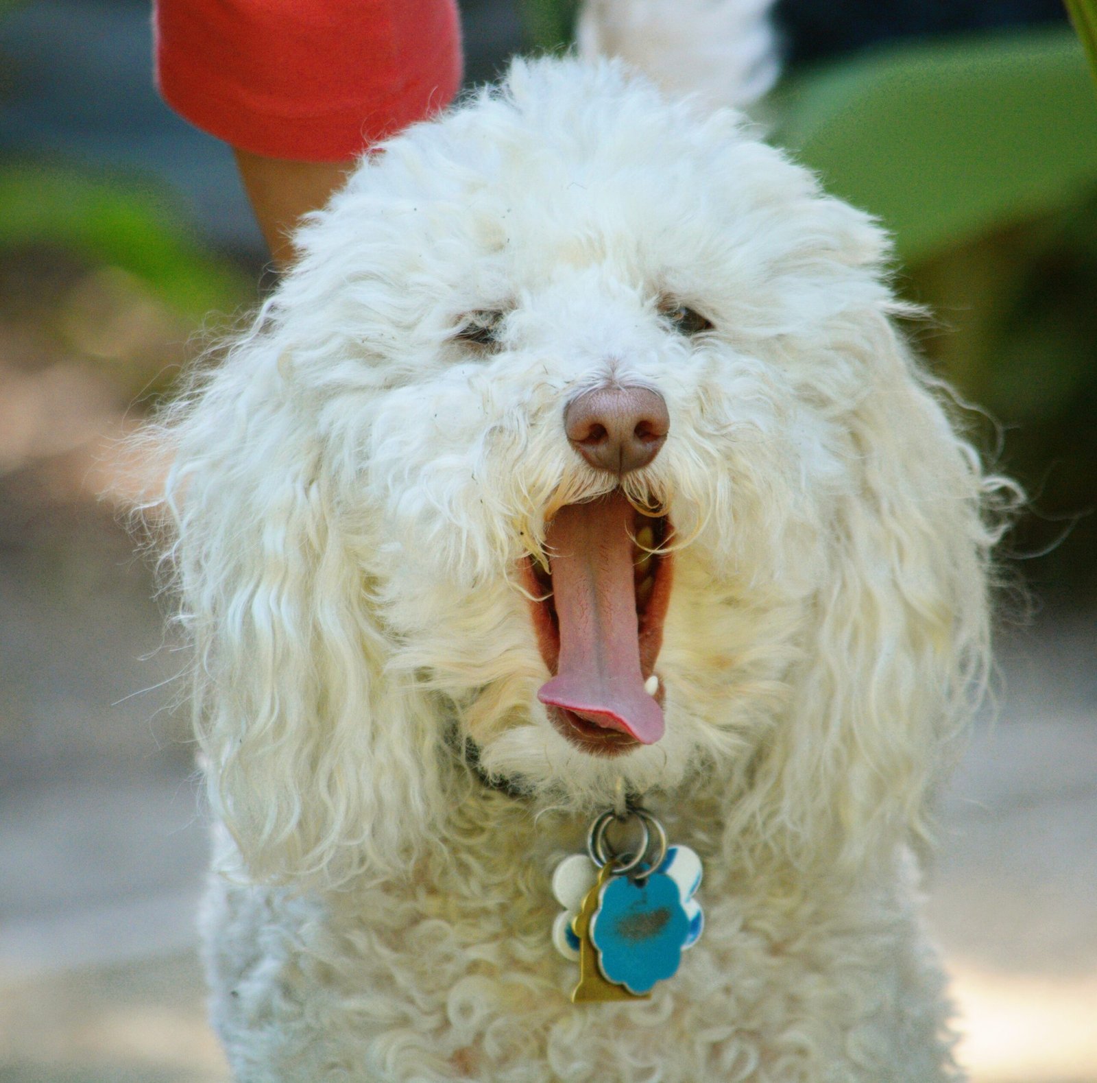 Yawning Near You (image credits: wikimedia)