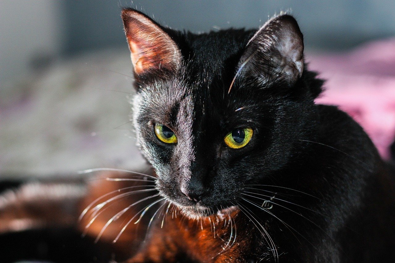 They Get Along Well with Other Pets (image credits: pixabay)