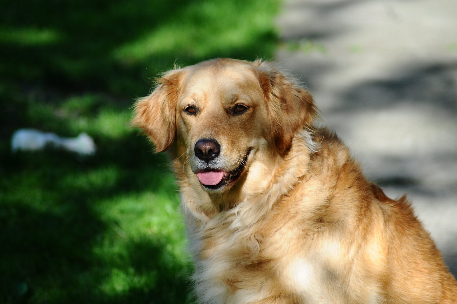 Golden Retriever (image credits: wikimedia)
