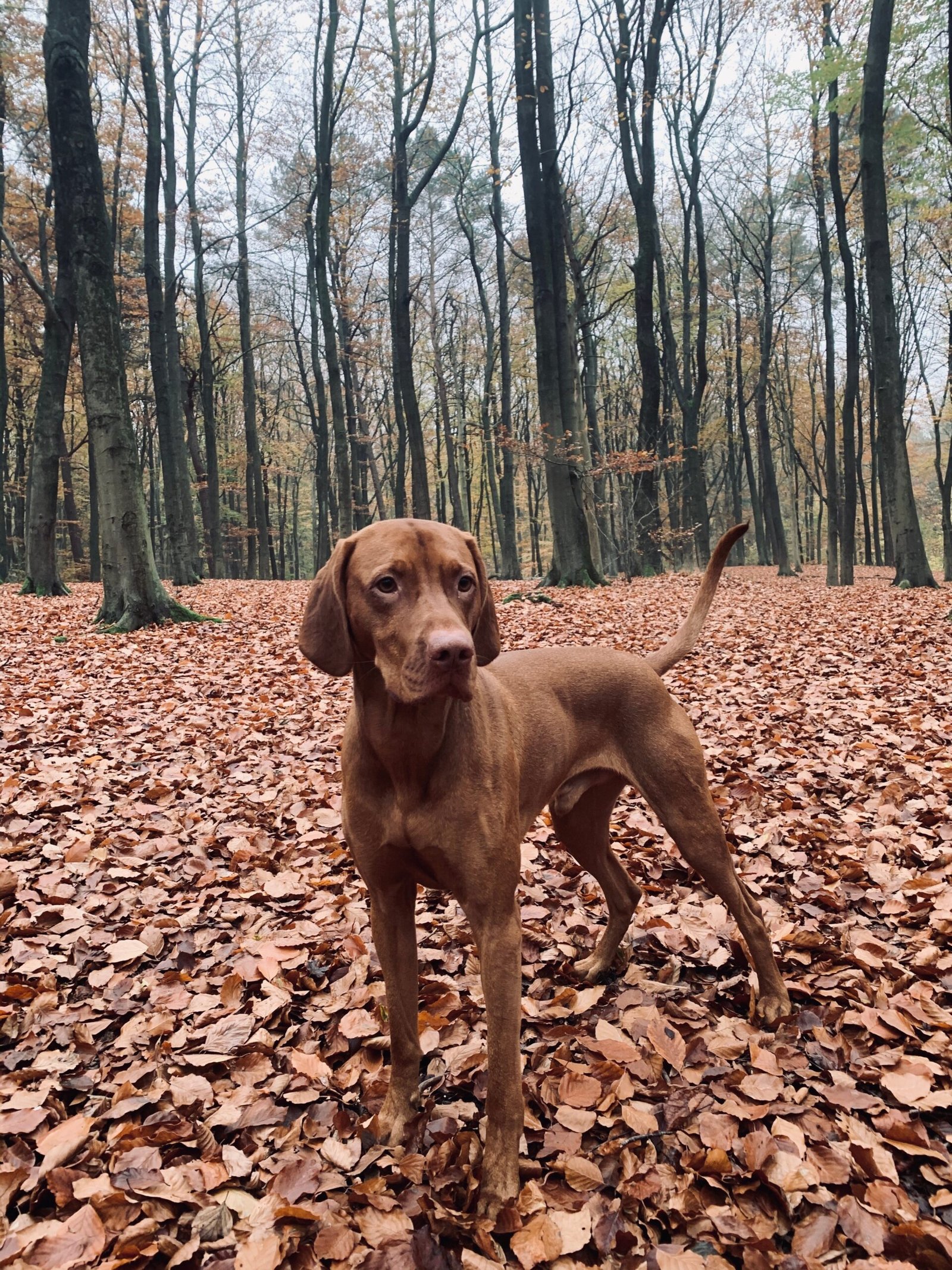 Vizsla (image credits: wikimedia)