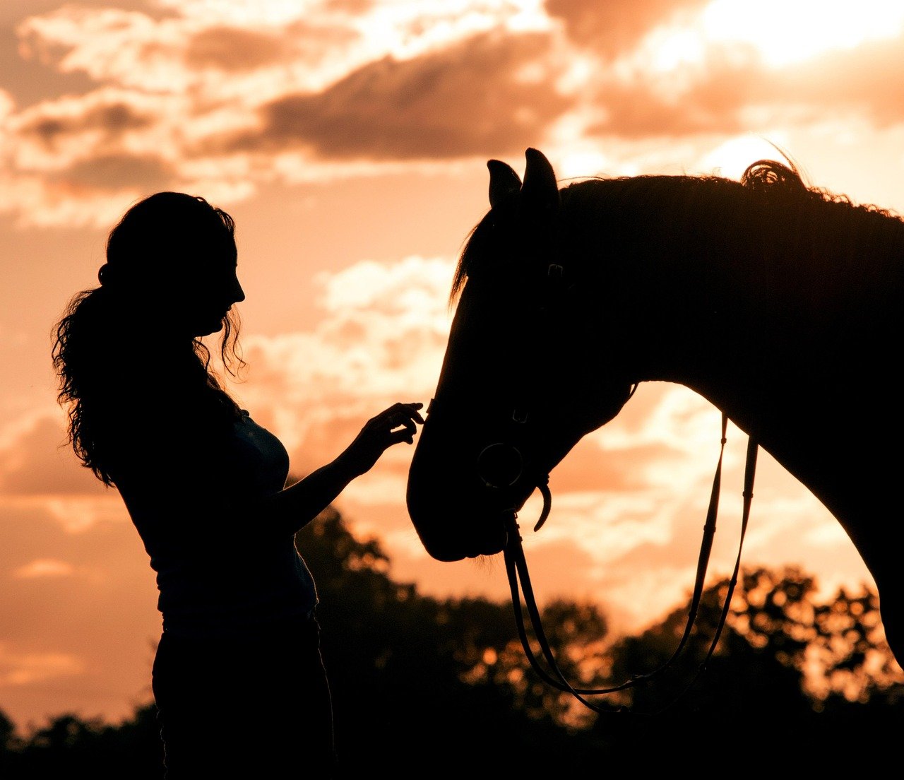 The First Step: Earning a Horse’s Trust (image credits: pixabay)
