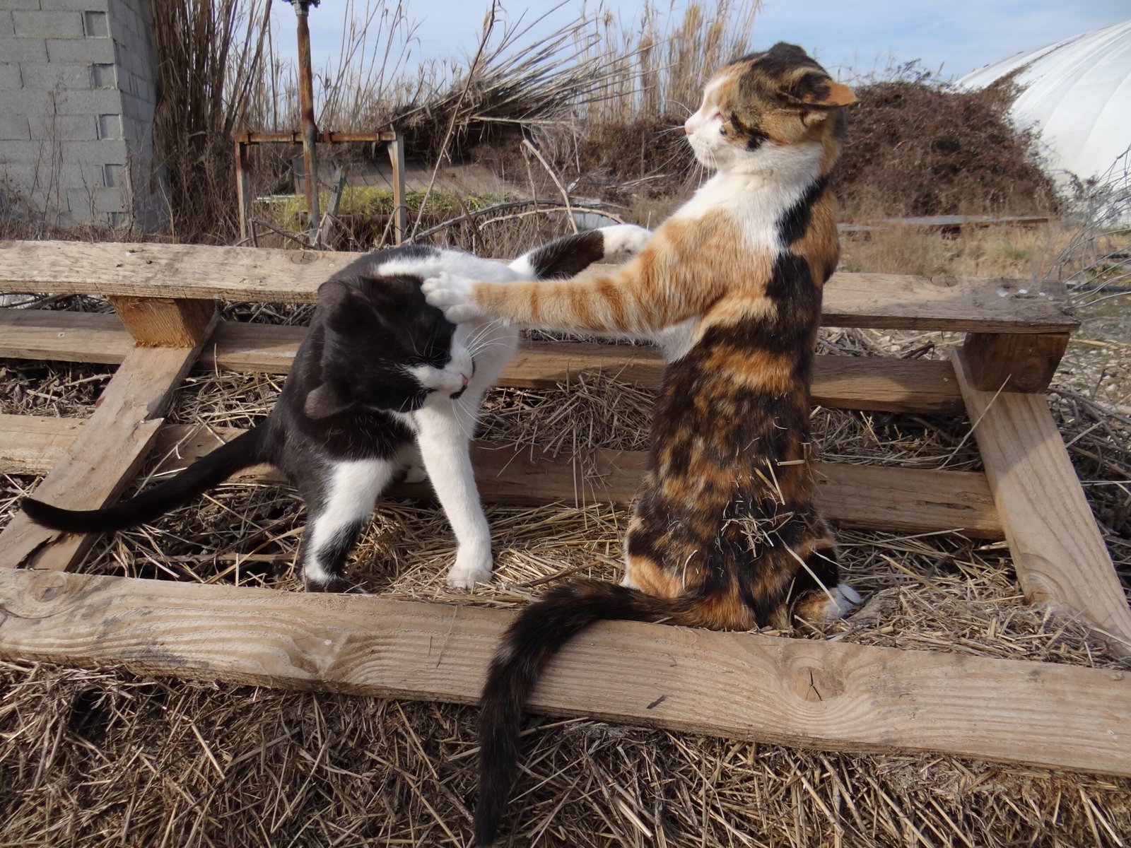 Male Cat Aggression: The Battle for Dominance (image credits: wikimedia)