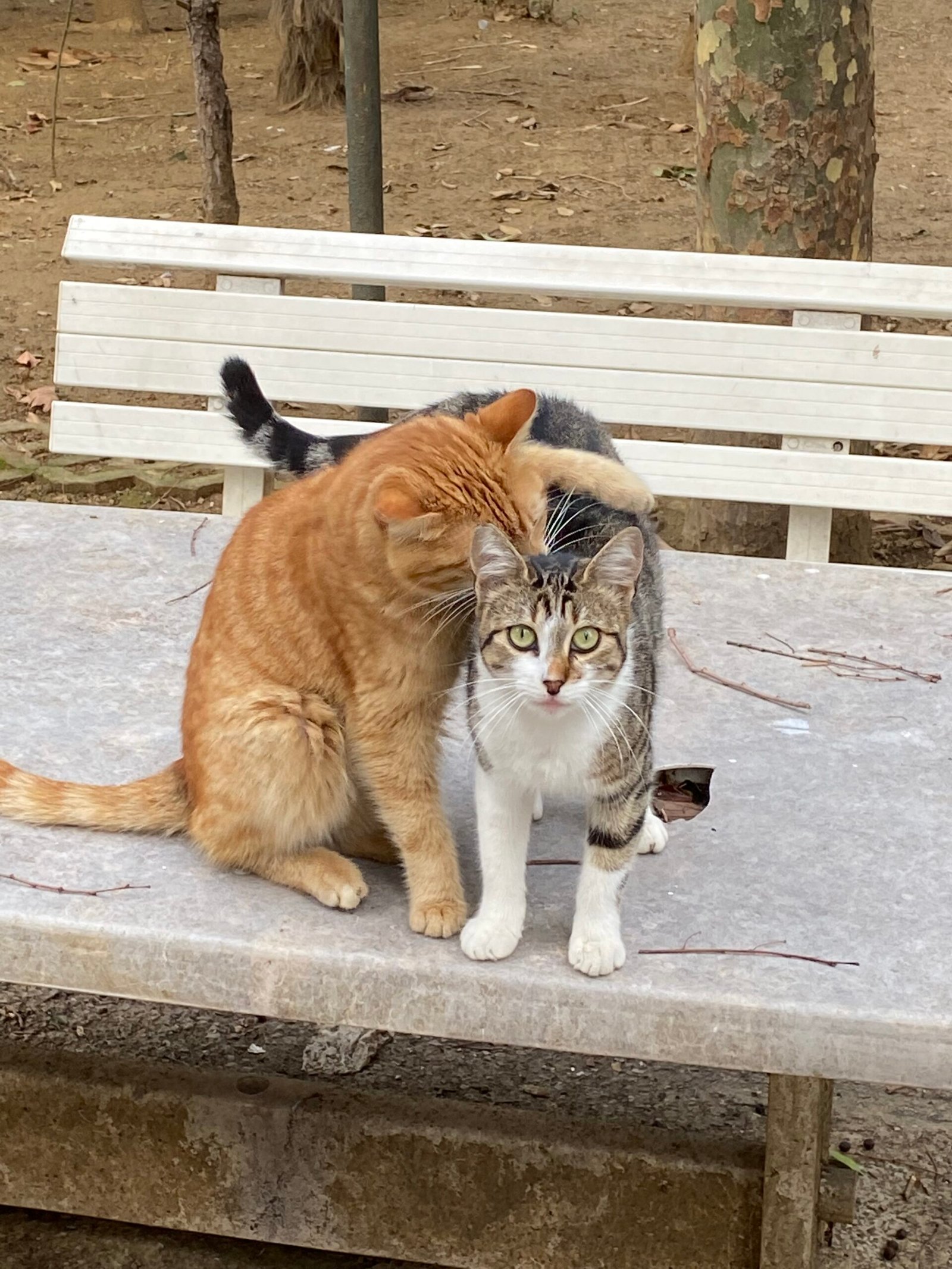 Social Structure: The Role of Cat Hierarchies (image credits: wikimedia)