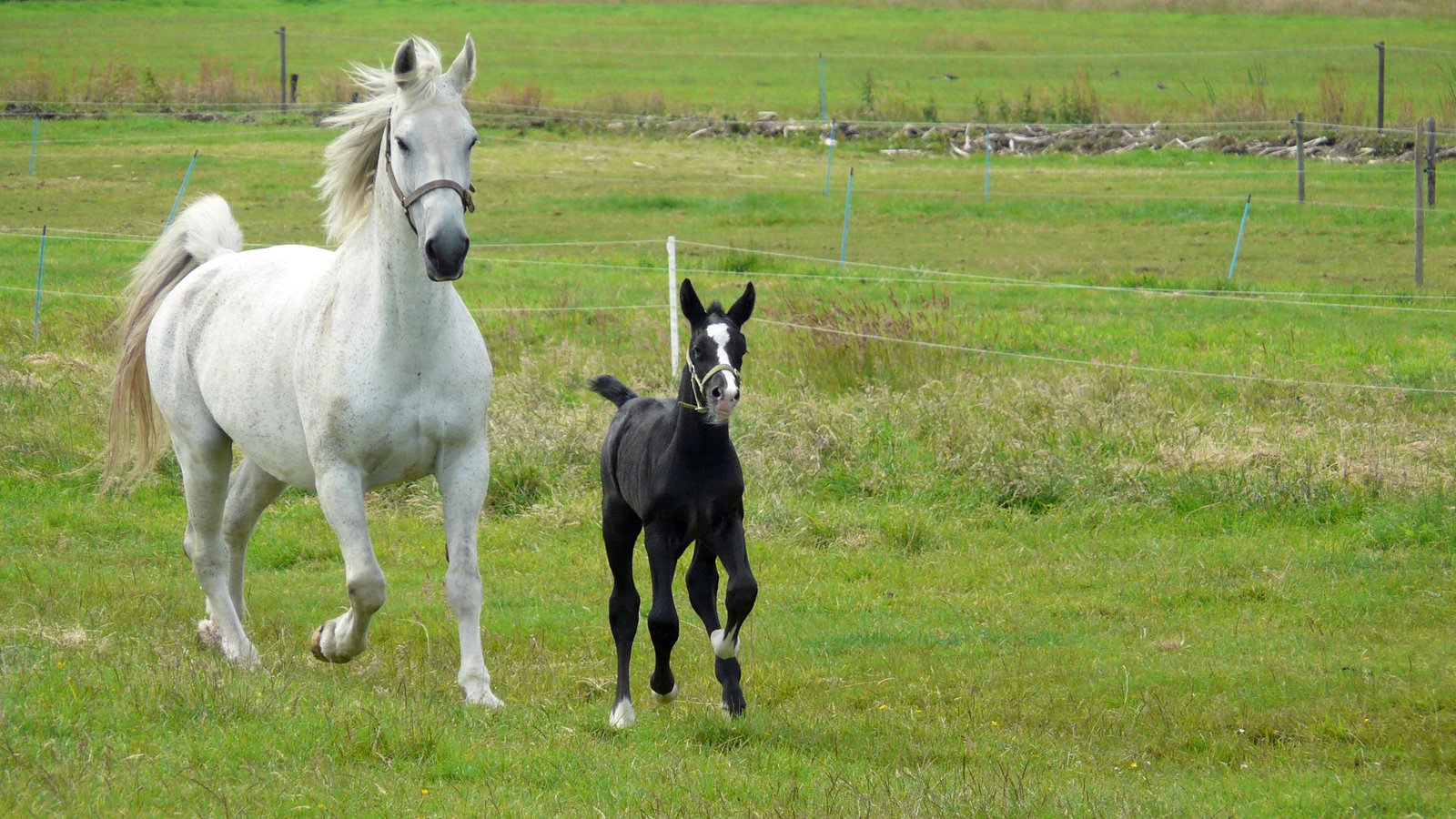 Playful Behavior (image credits: wikimedia)