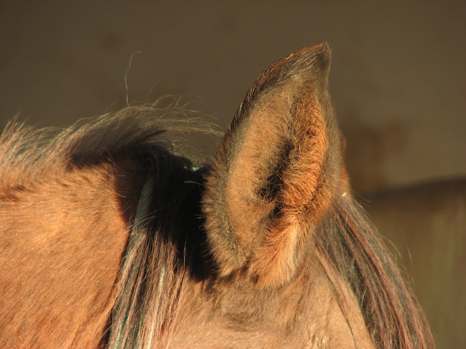 Pinned Ears Indicate Stress (image credits: wikimedia)