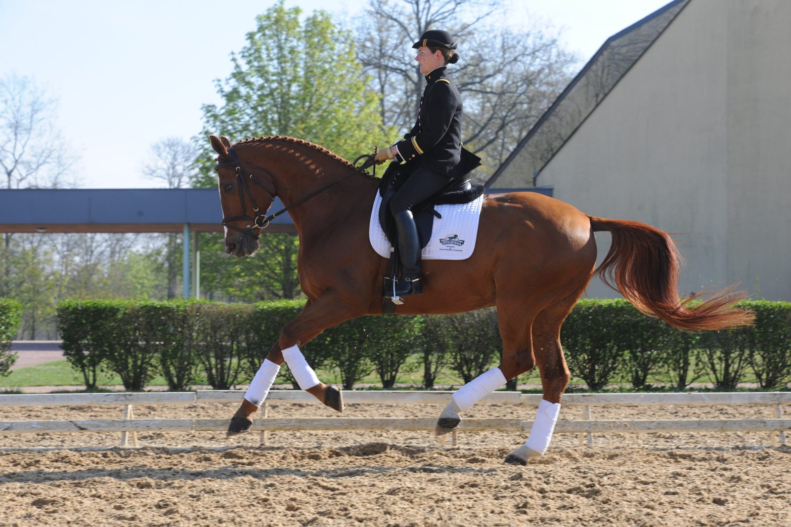 Hanoverian: Graceful Giants with Steady Minds (image credits: wikimedia)