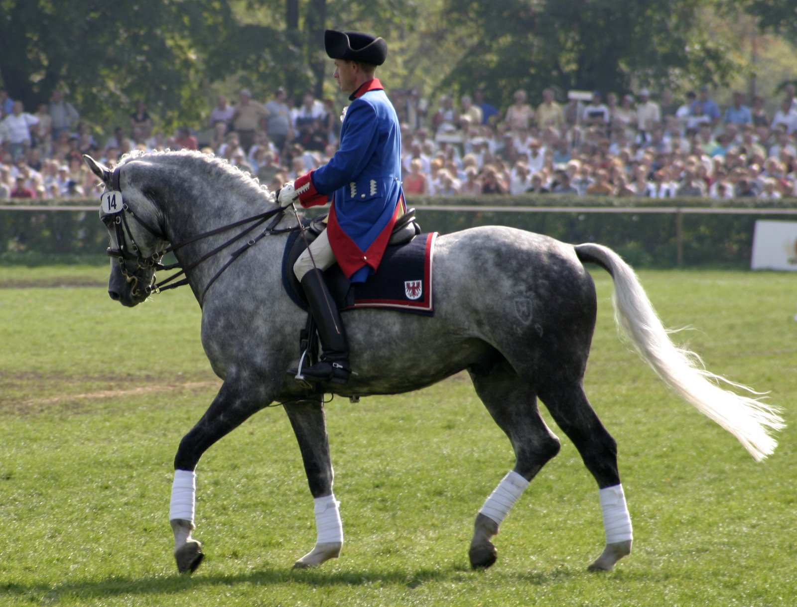 Holsteiner: The Courageous and Confident Competitor (image credits: wikimedia)