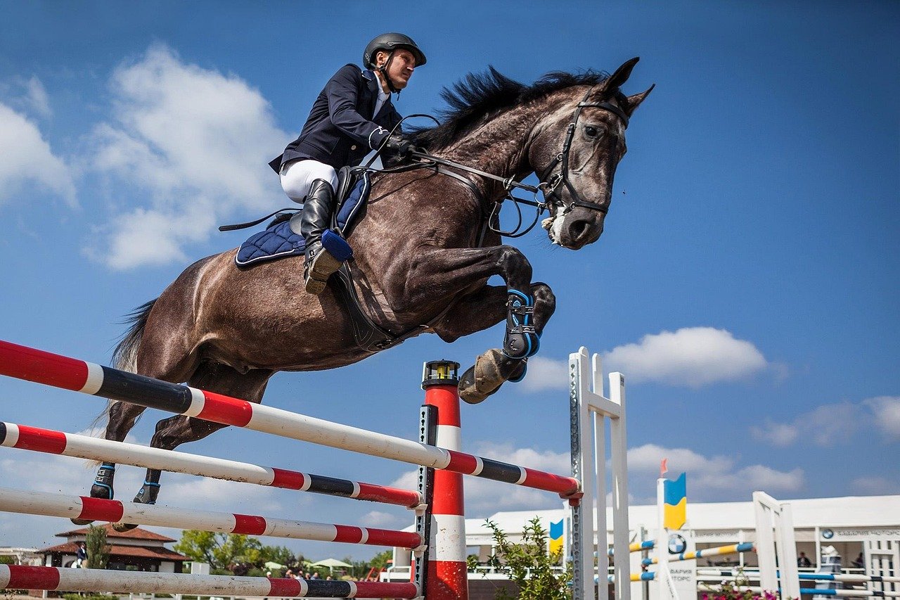 Belgian Warmblood: Athleticism Meets Affability (image credits: pixabay)