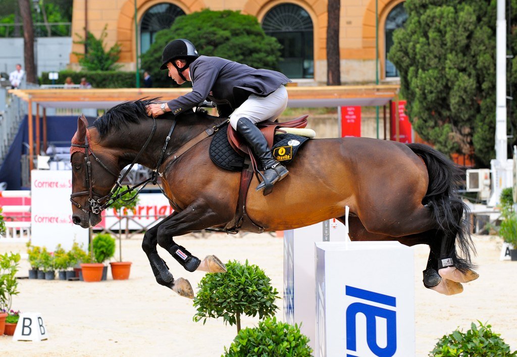 Dutch Warmblood (KWPN): Intelligent Innovators in the Ring (image credits: wikimedia)