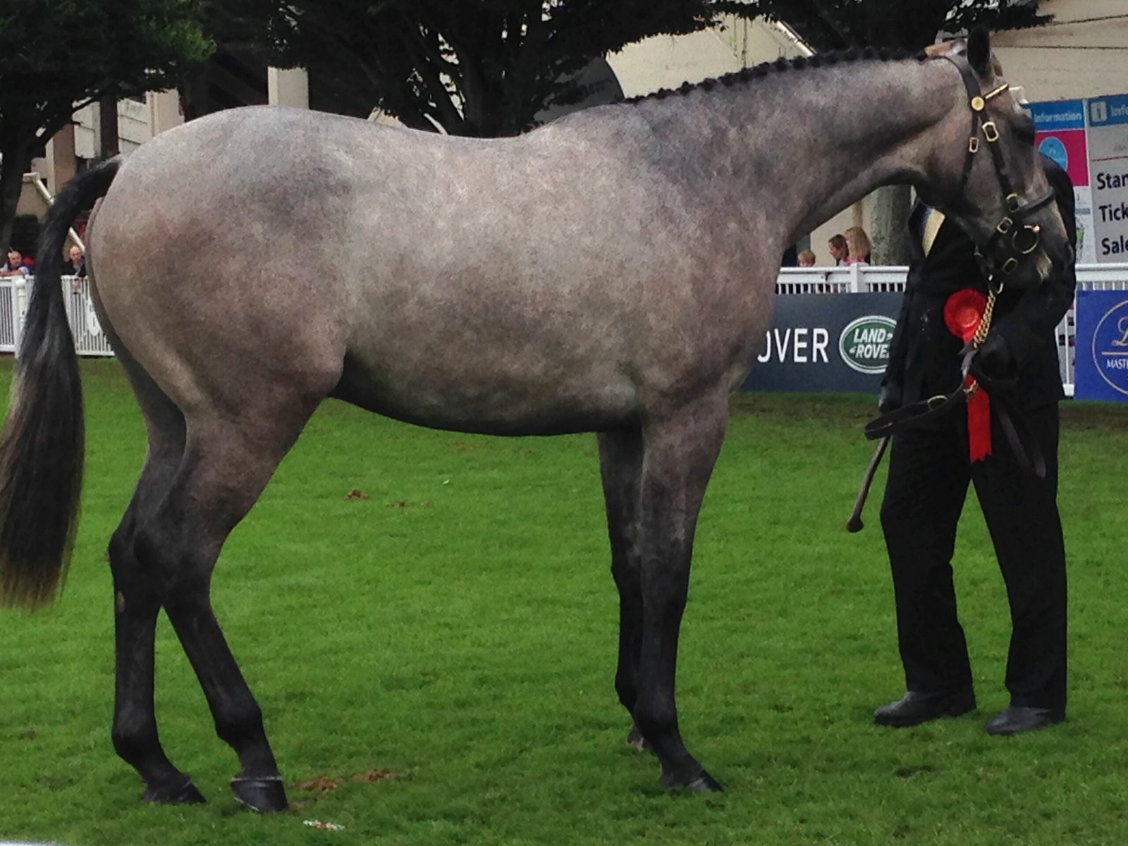 Irish Sport Horse: Brave Hearts with Gentle Souls (image credits: wikimedia)