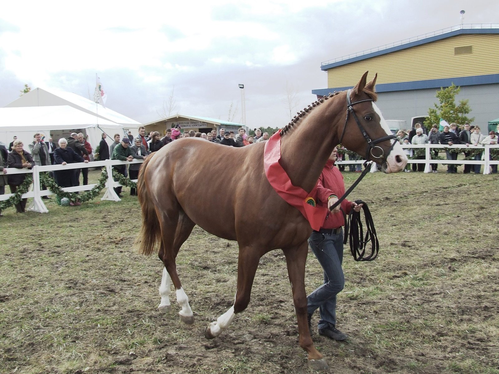 Trakehner: Sensitive Souls with Impressive Scope (image credits: wikimedia)
