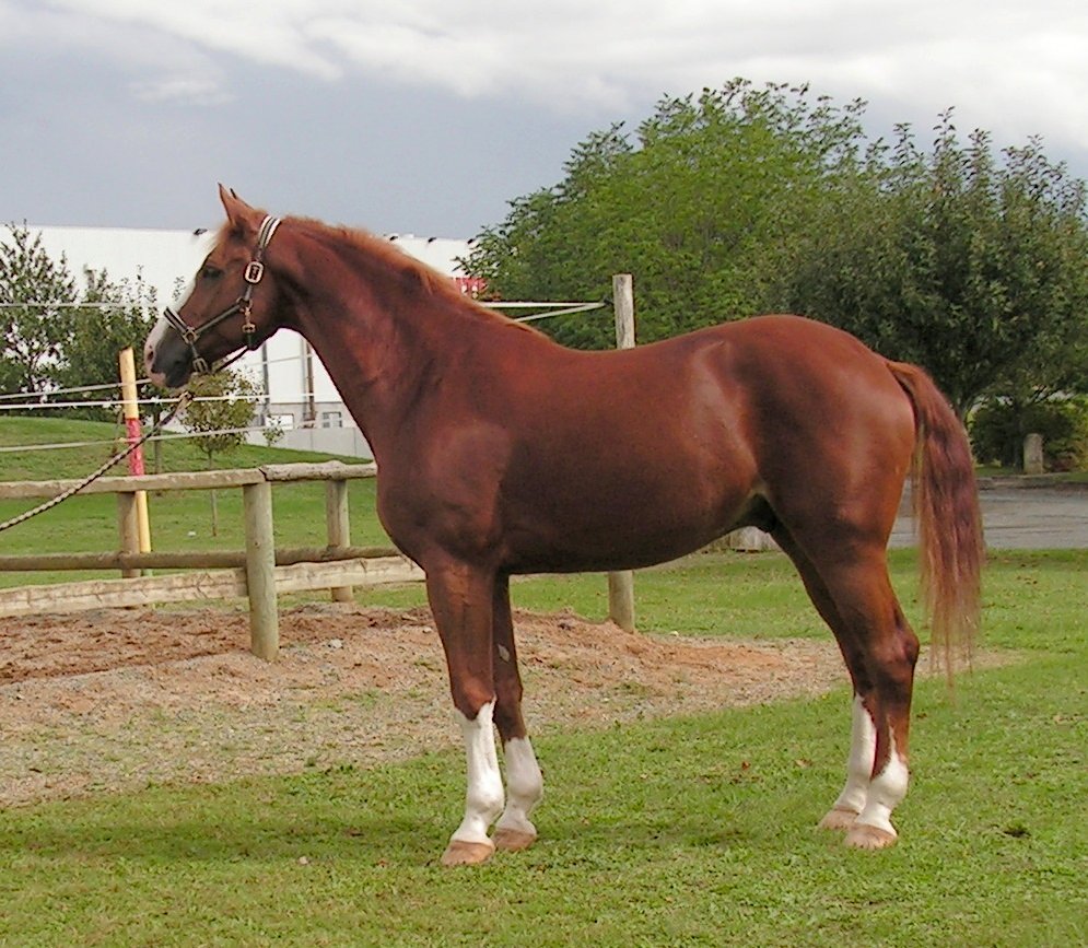 Westphalian: The Balanced and Versatile Companion (image credits: wikimedia)