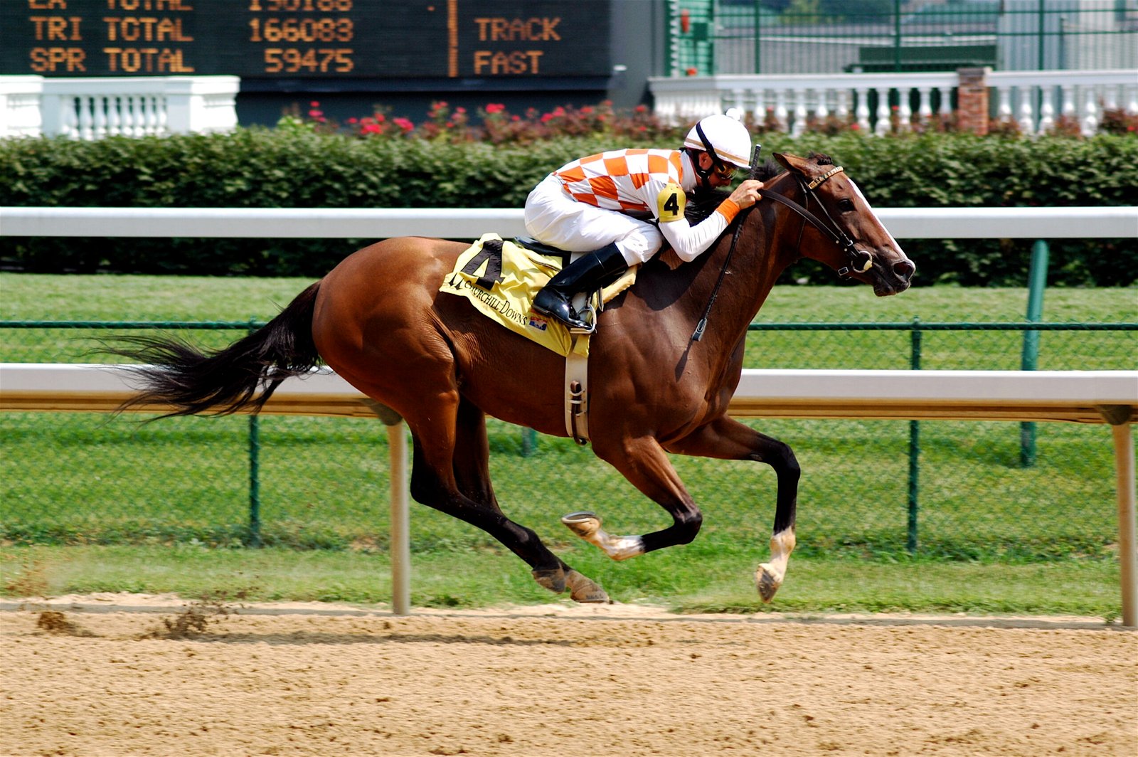 Thoroughbred: The Speedy and Spirited Contender (image credits: wikimedia)