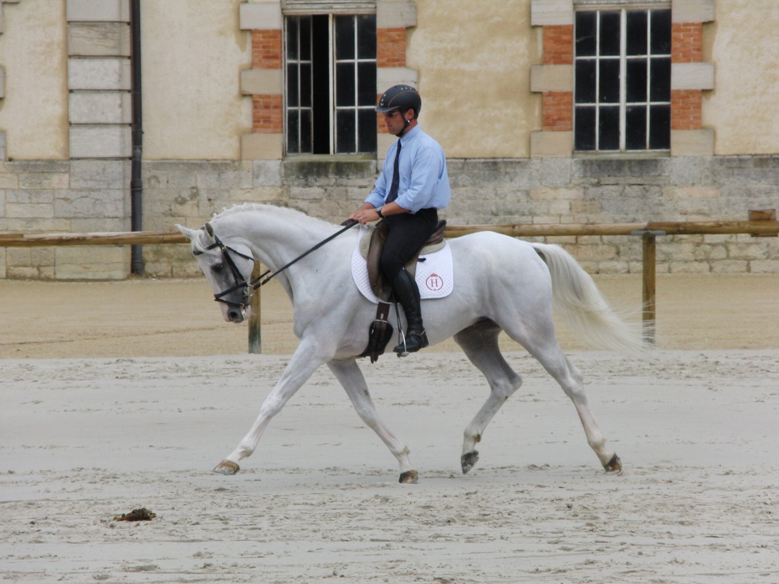 Anglo-Arabian: Athletic, Alert, and Always Ready (image credits: wikimedia)