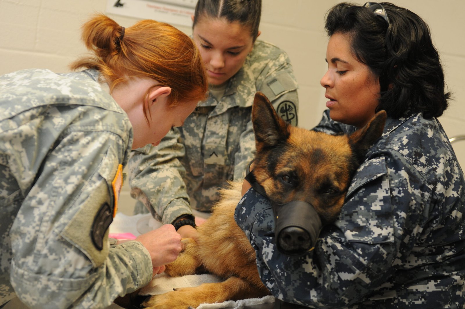 Schedule Regular Vet Visits (image credits: wikimedia)