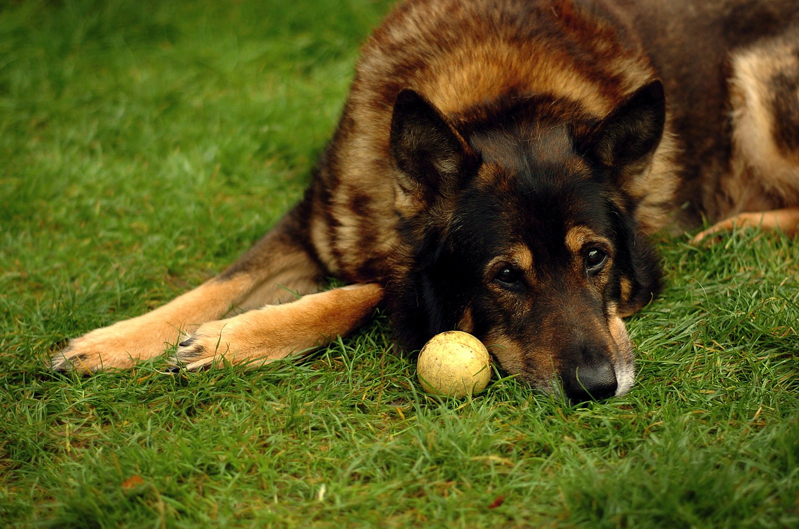 Monitor Their Behavior Closely (image credits: wikimedia)