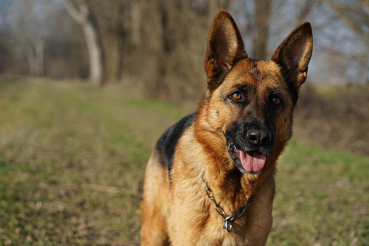 10 Tips on Taking Care of A Senior German Shepherd