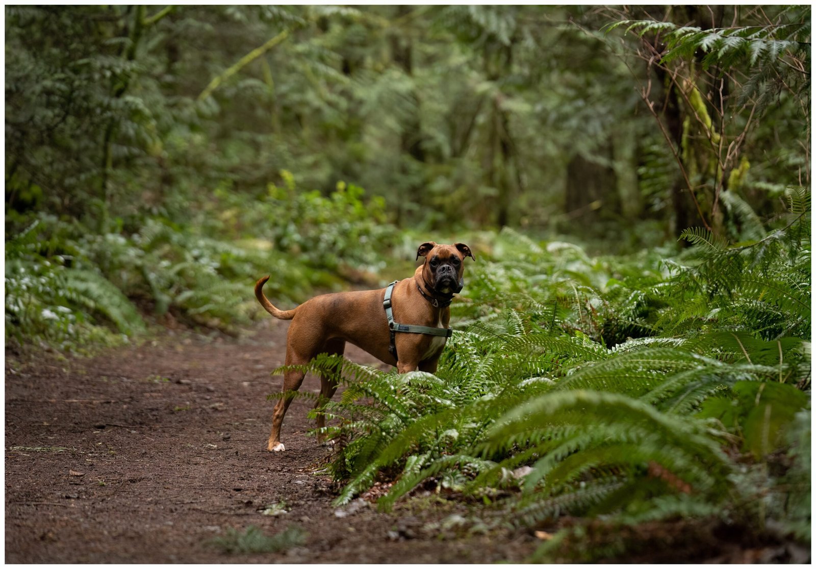 Boxer: The Playful Companion (image credits: wikimedia)