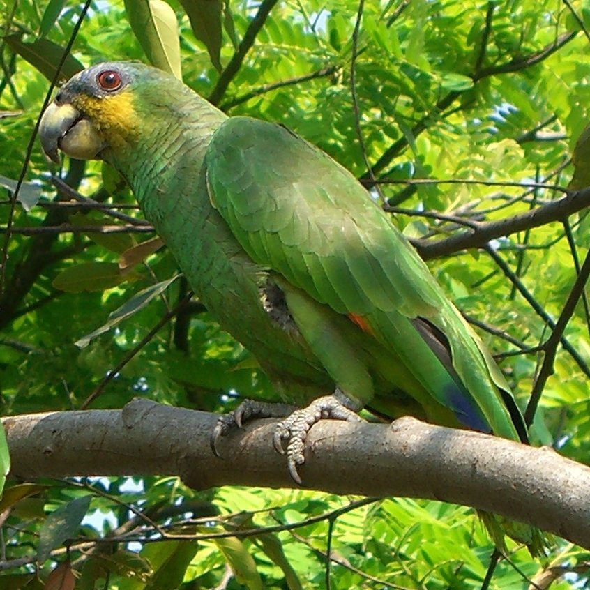 Amazon Parrots: The Life of the Party (image credits: wikimedia)