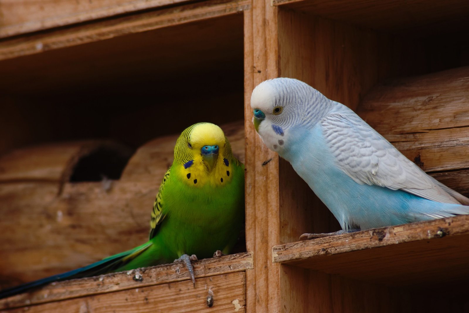 Budgerigars (Budgies): Small Birds, Big Voices (image credits: wikimedia)