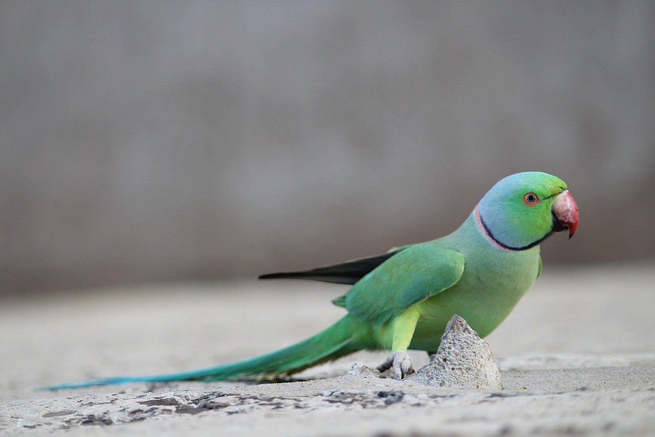 Indian Ringneck Parakeets: The Elegant Conversationalists (image credits: pixabay)