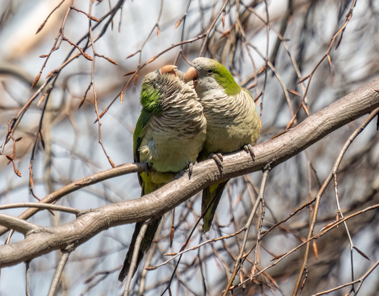 Quaker Parrots: The Little Green Chatterboxes (image credits: wikimedia)