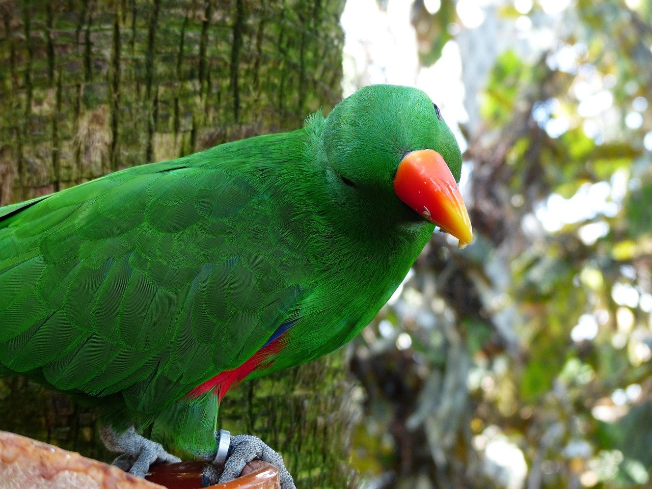 Eclectus Parrots: The Colorful Storytellers (image credits: pixabay)