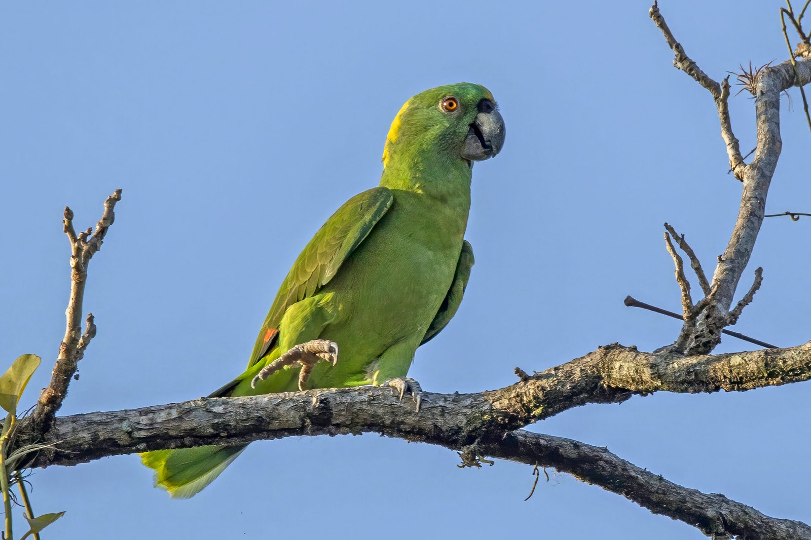 Yellow-Naped Amazon: The Chatty Performer (image credits: wikimedia)