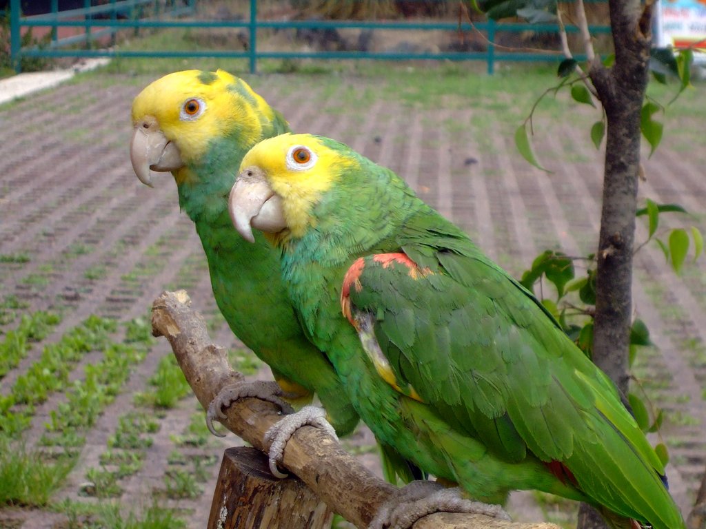Double Yellow-Headed Amazon: The Singer and Mimic (image credits: wikimedia)