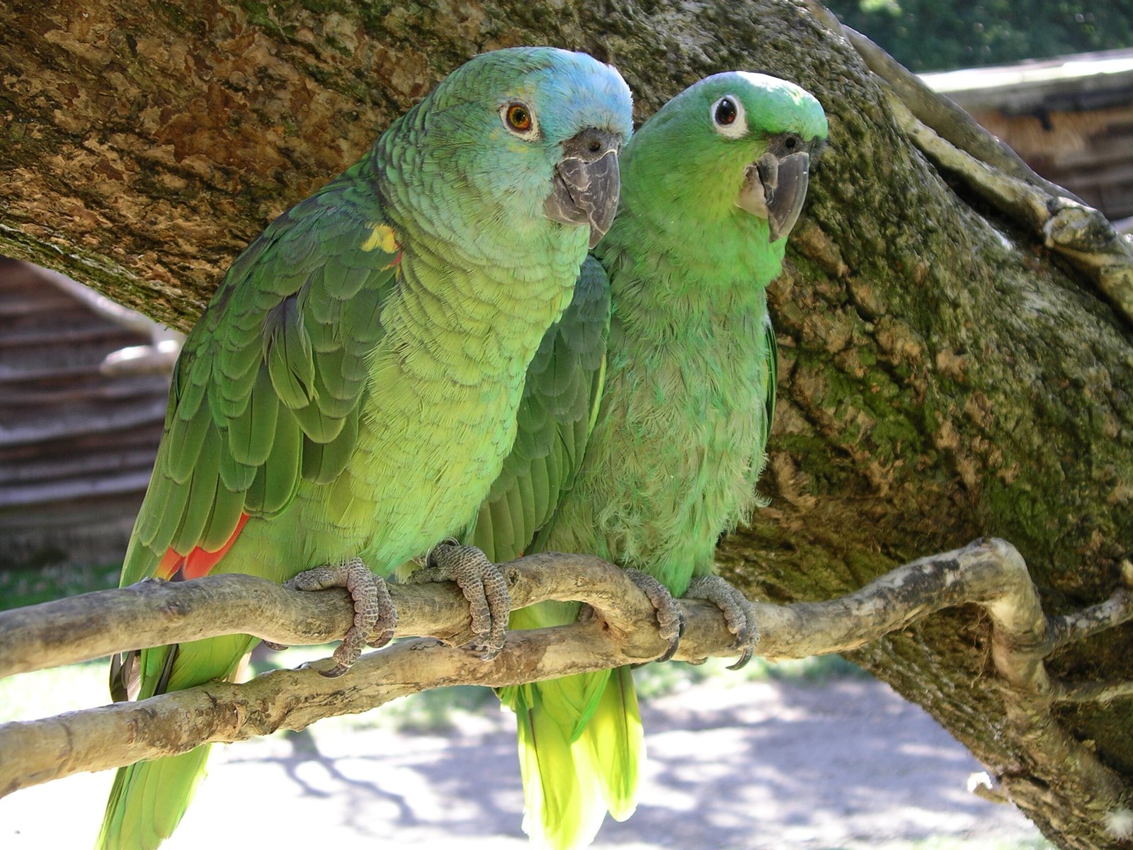 Blue-Fronted Amazon: The Social Butterfly (image credits: wikimedia)