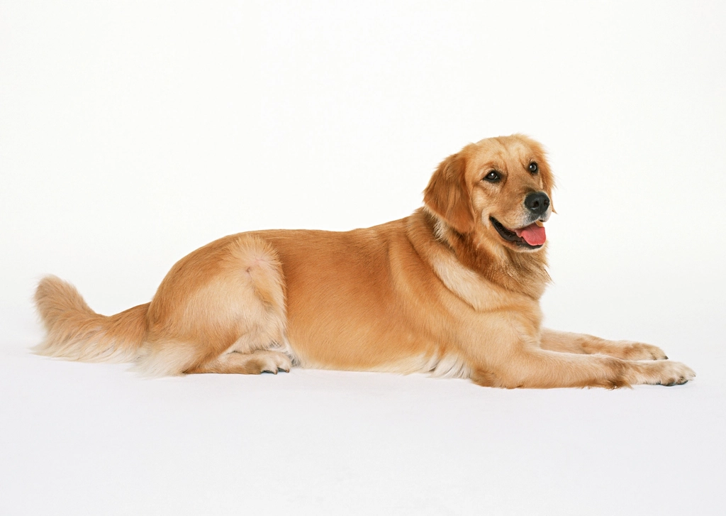 Golden Retriever (image credits: rawpixel)