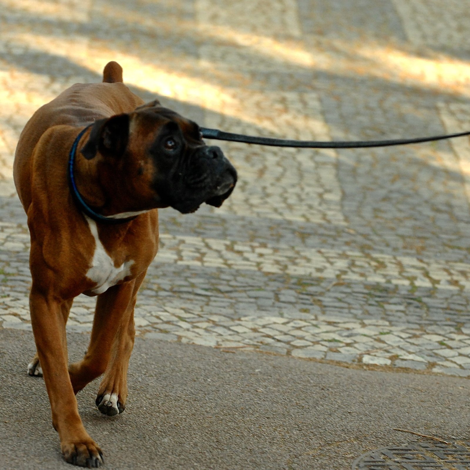 Boxer (image credits: wikimedia)