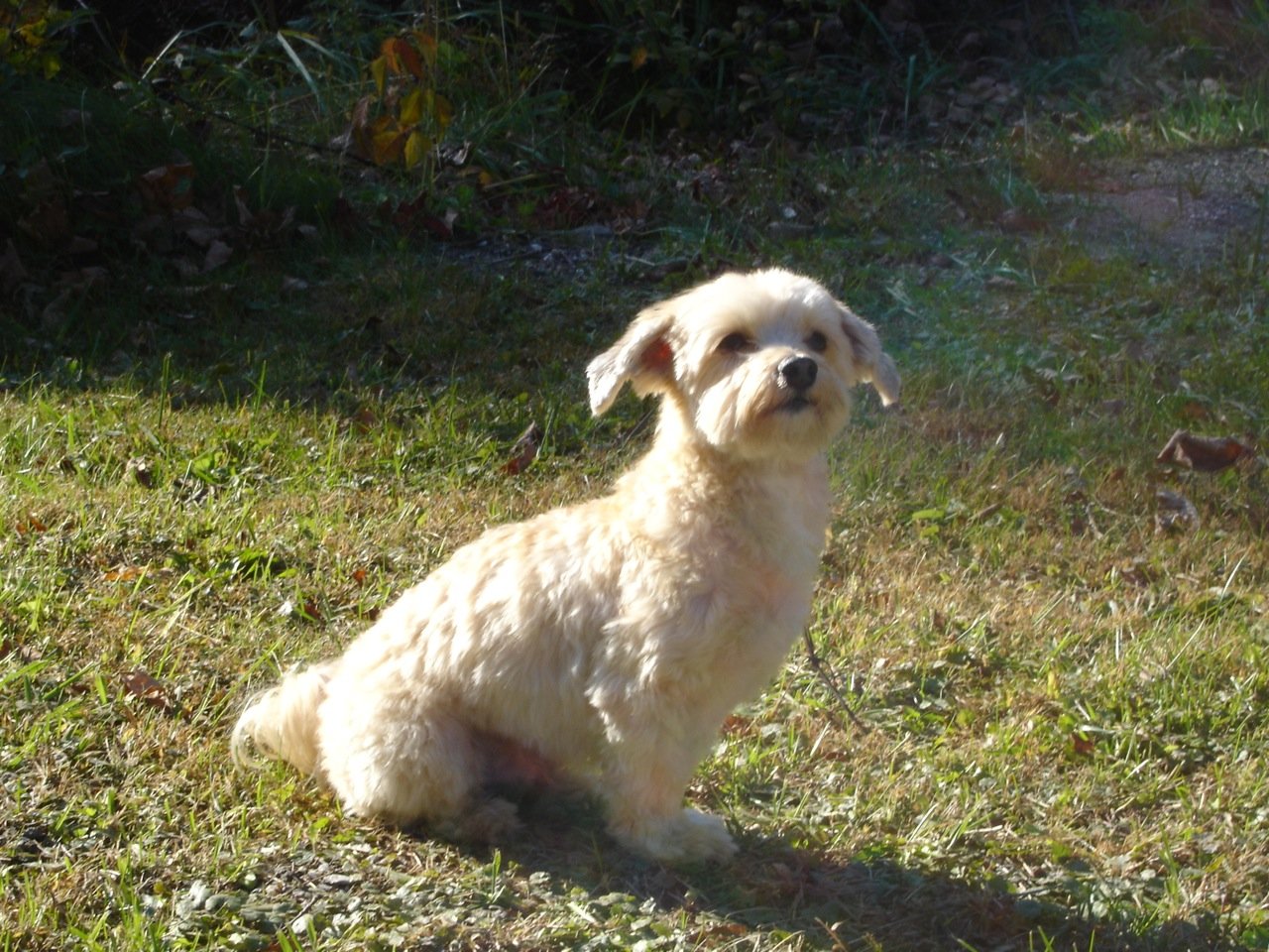 Havanese (image credits: wikimedia)