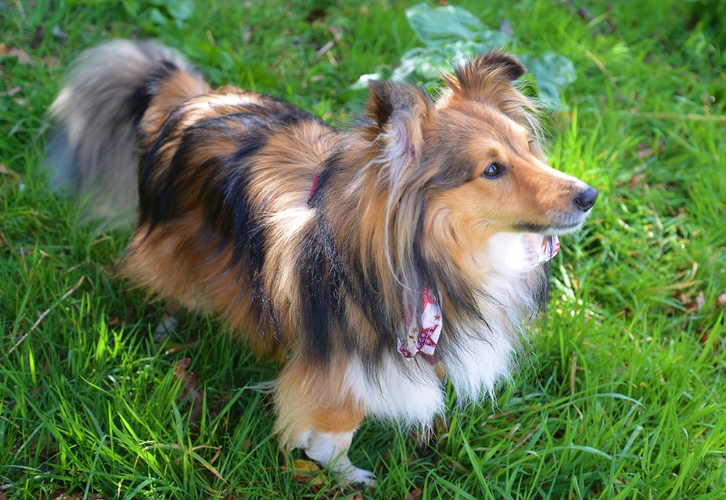 Shetland Sheepdog (image credits: rawpixel)