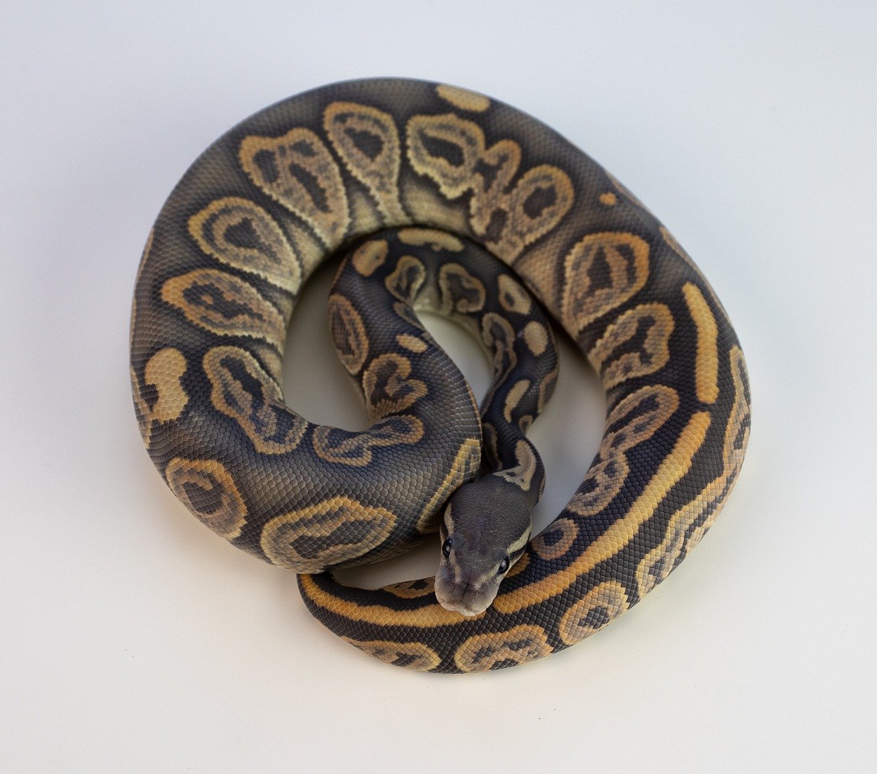 Are Ball Python Bites Dangerous? (image credits: pixabay)