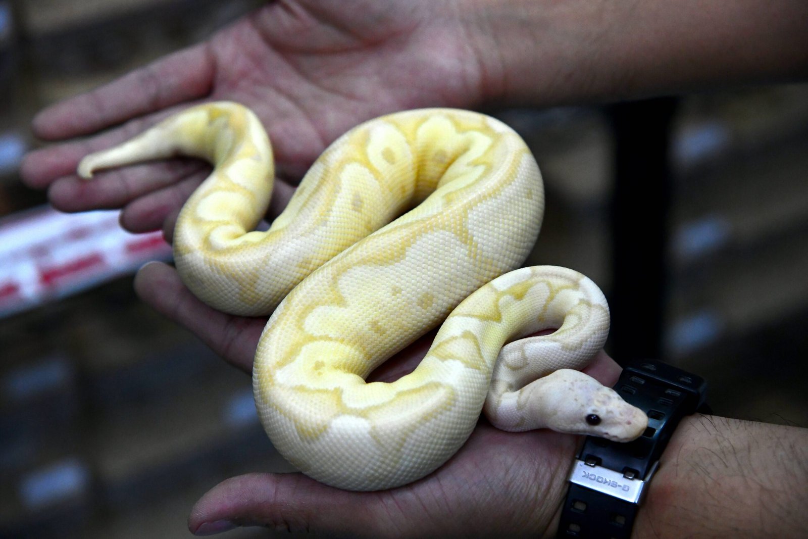 Preventing Bites: Building Trust with Your Snake (image credits: wikimedia)