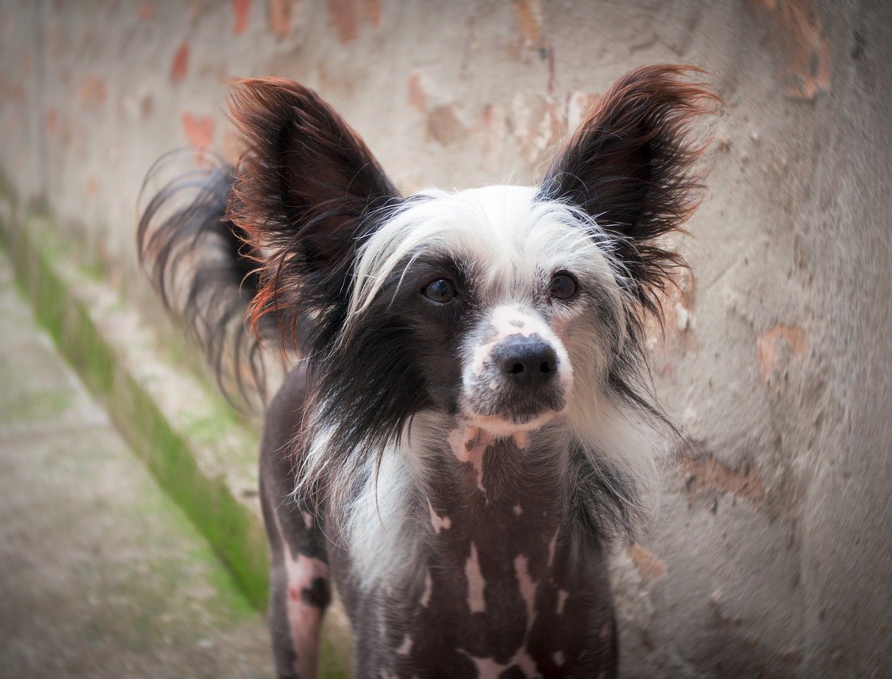 Chinese Crested (image credits: pixabay)