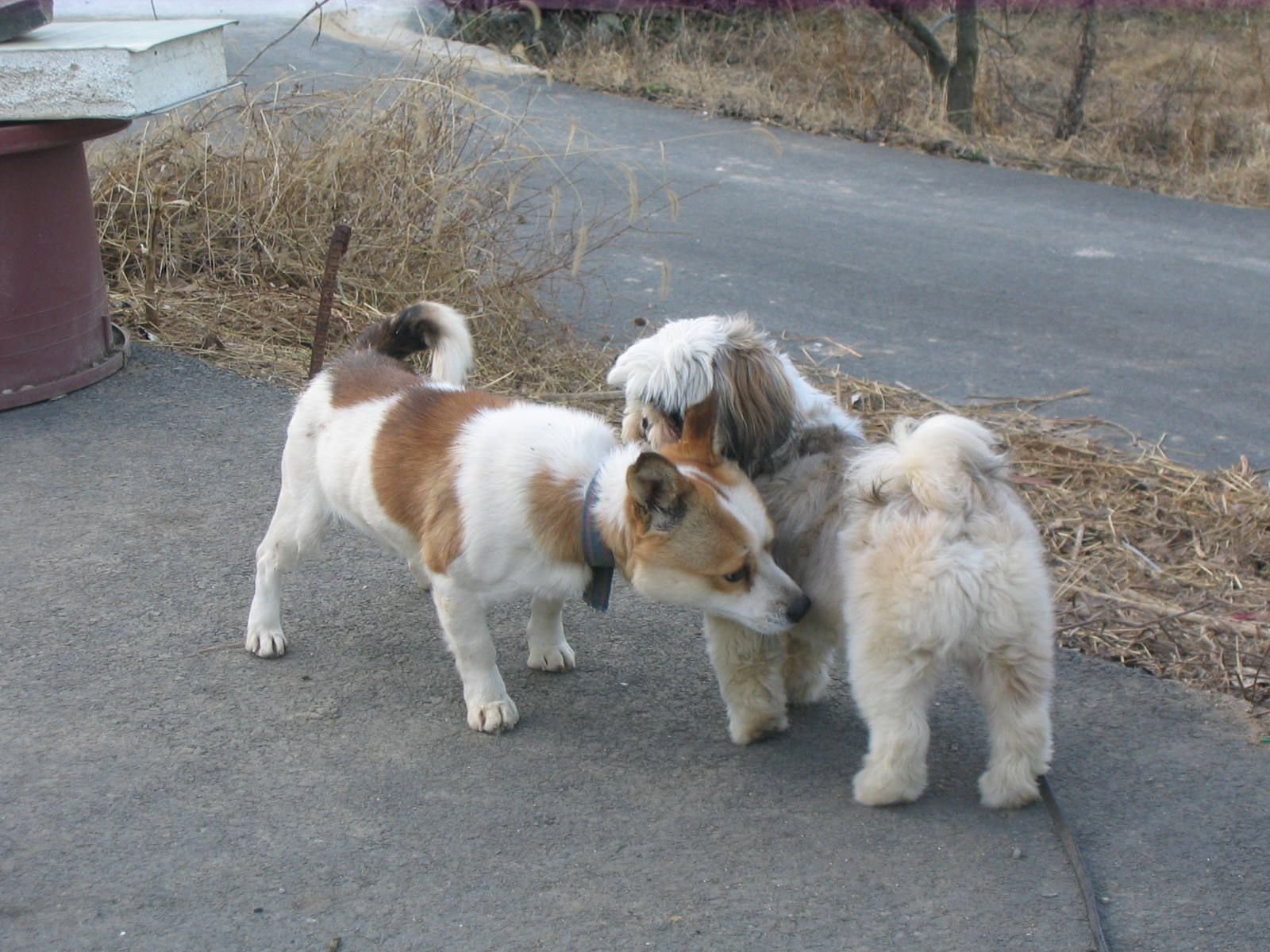 Sniffing Private Areas (image credits: wikimedia)