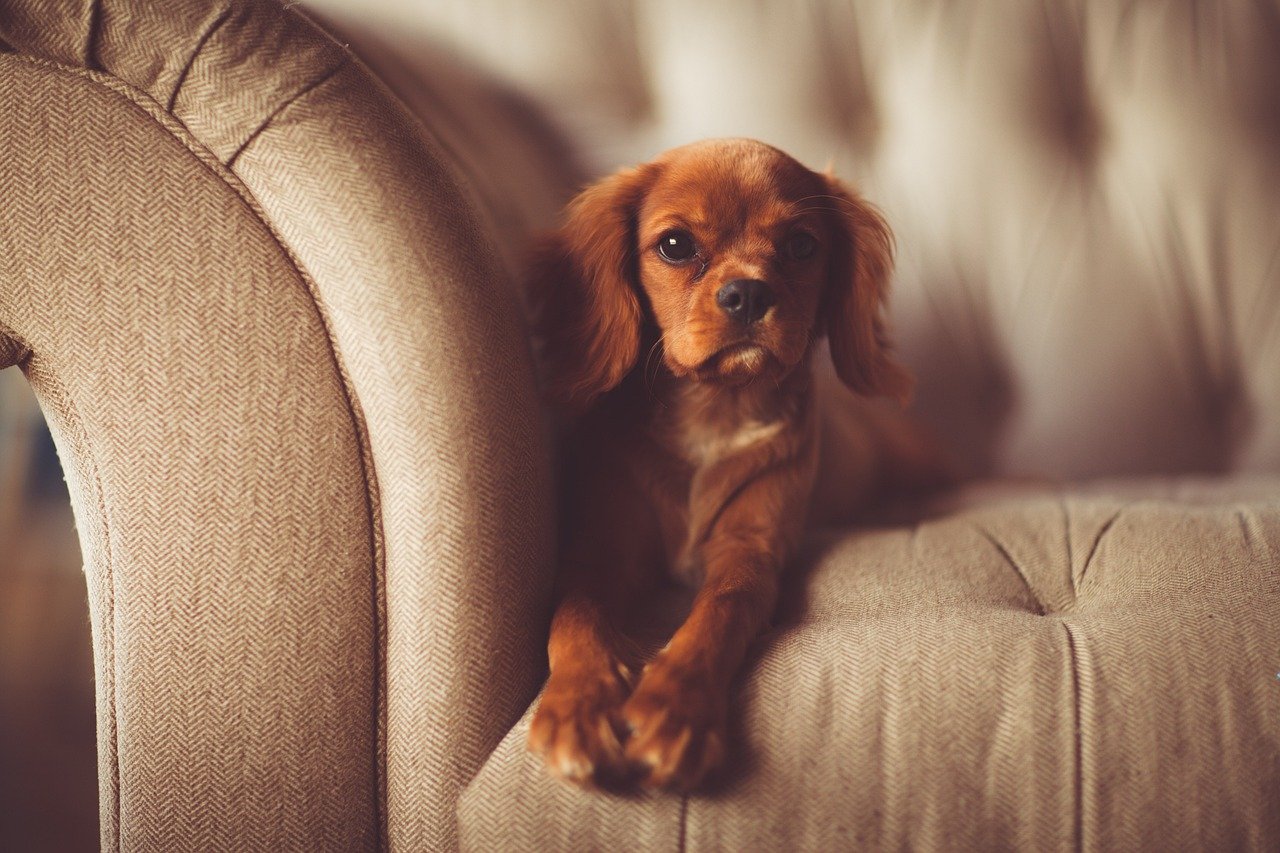 Understanding Why Dogs Pee Indoors (image credits: pixabay)
