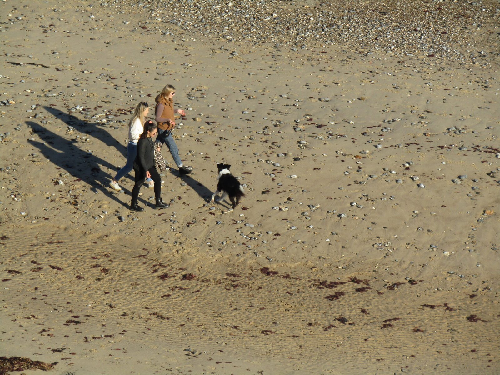 Collie (image credits: wikimedia)
