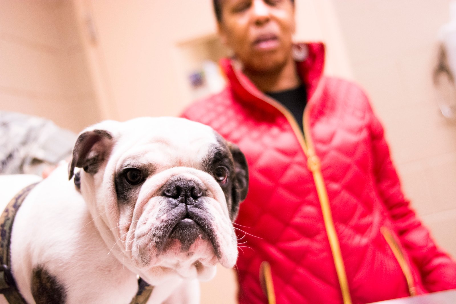 Keeping Up With Veterinary Care (image credits: wikimedia)