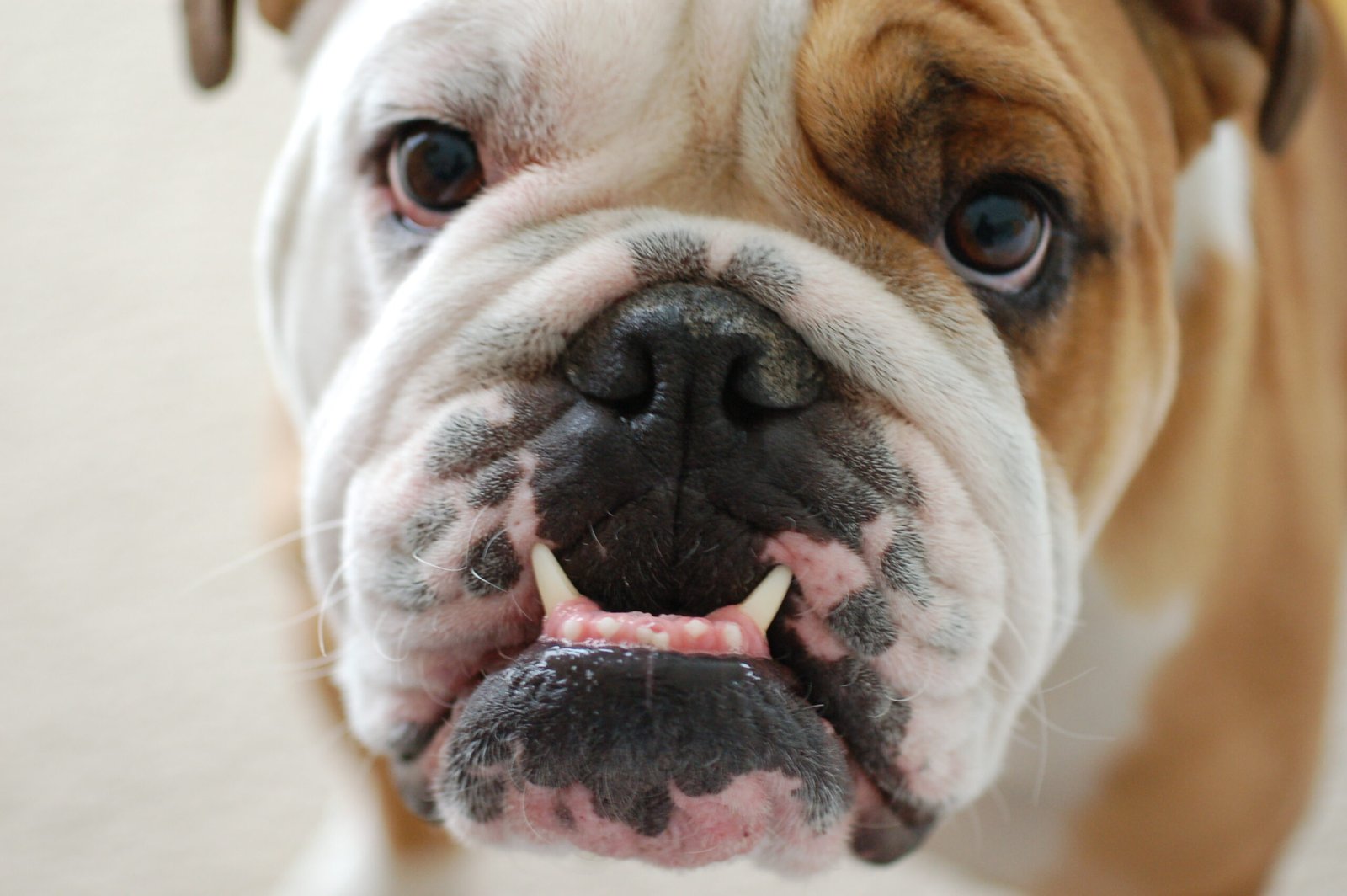 Dental Care for Senior Bulldogs (image credits: wikimedia)