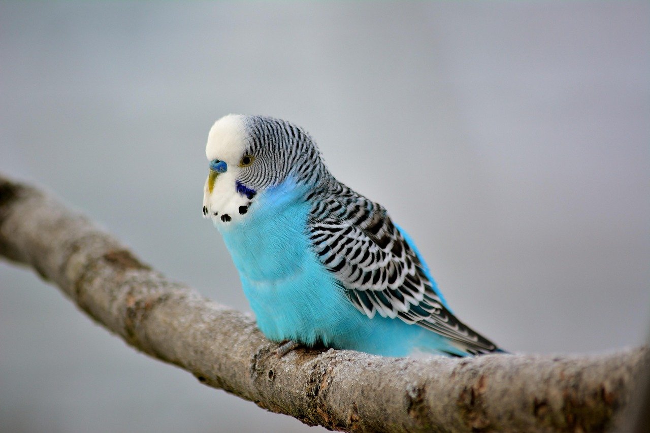 Why Loneliness Hits Budgies So Hard (image credits: pixabay)