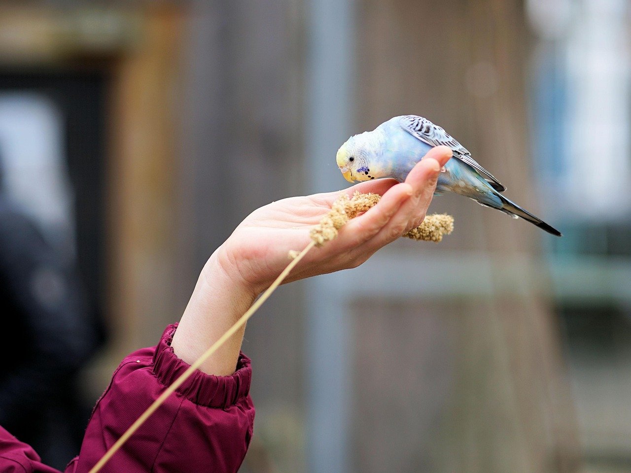 How Humans Can Be Great Budgie Companions (image credits: pixabay)