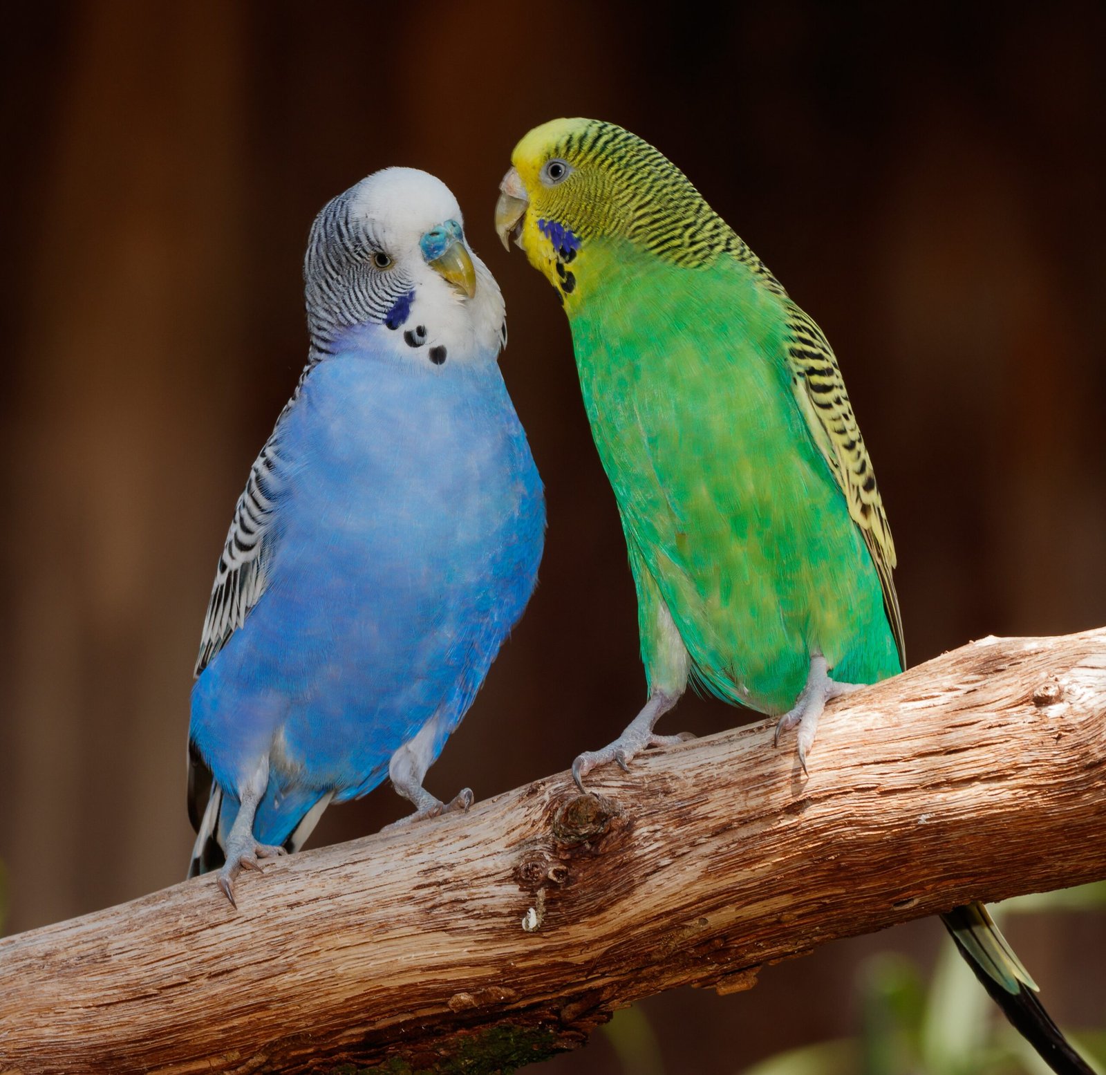 Introducing New Budgies: The Right Way (image credits: wikimedia)